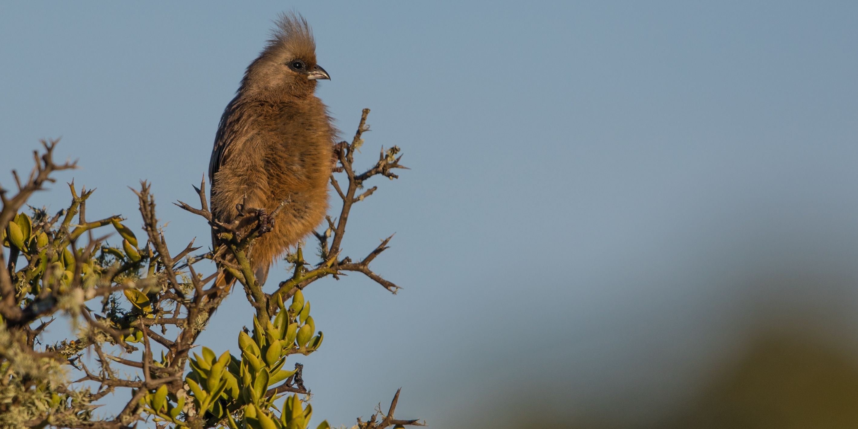 safari-botswana-expedition-okavango-delta-birding