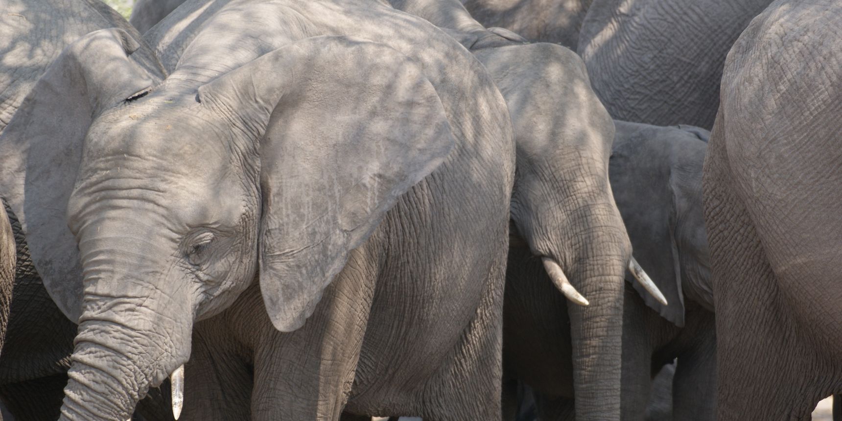 auslandspraktikum-artenschutz-botswana-projektbesuch