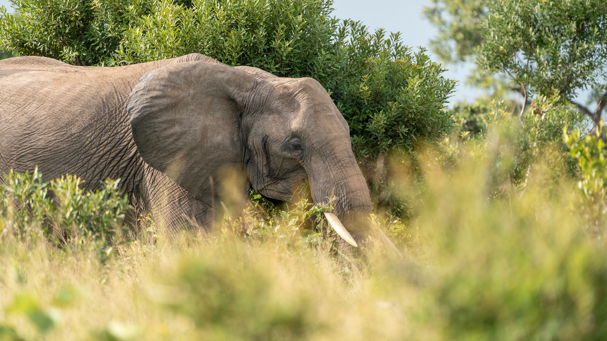 Elefant im Busch