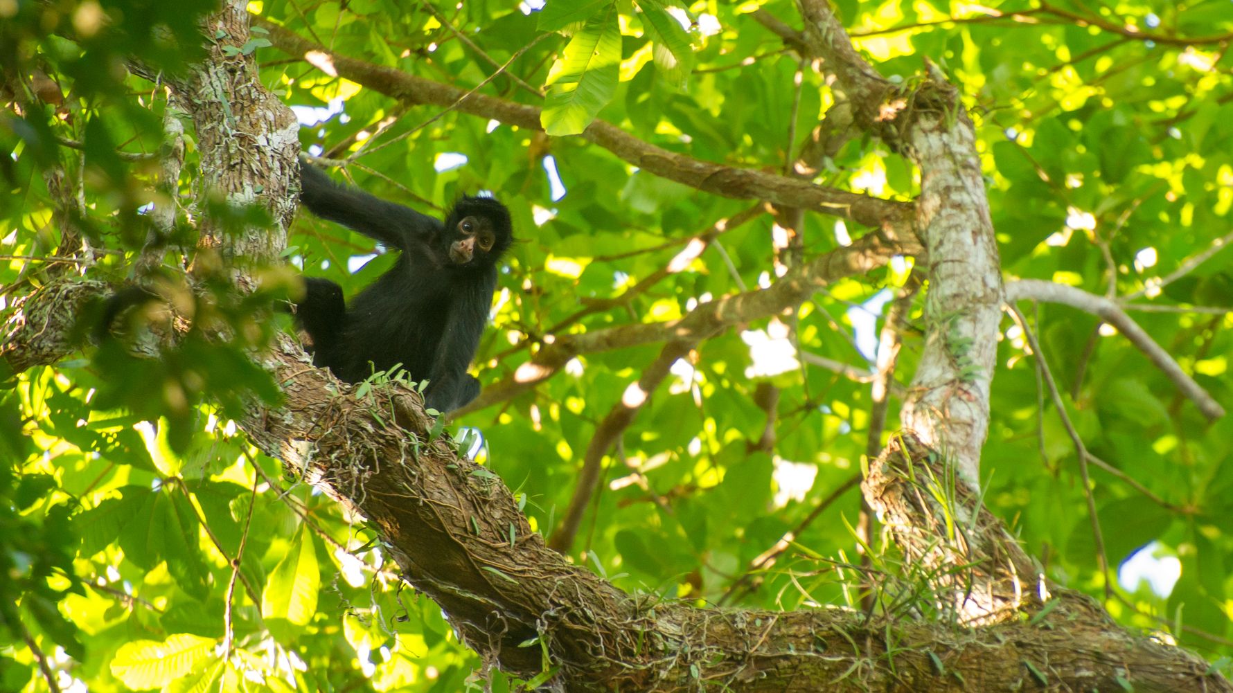 blog-ratgeber-peru-amazonas-regenwald-spider-monkey-natucate