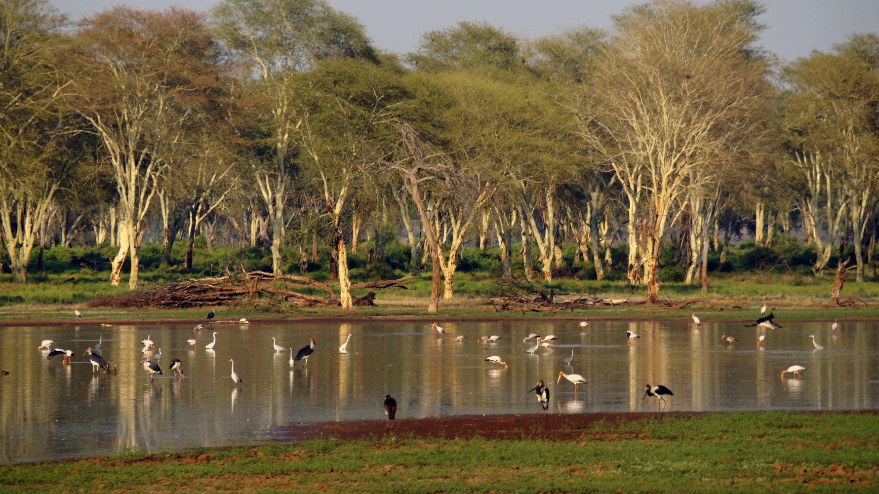 erfahrungsbericht-ecoquest-suedafrika-corinna-birding-natucate
