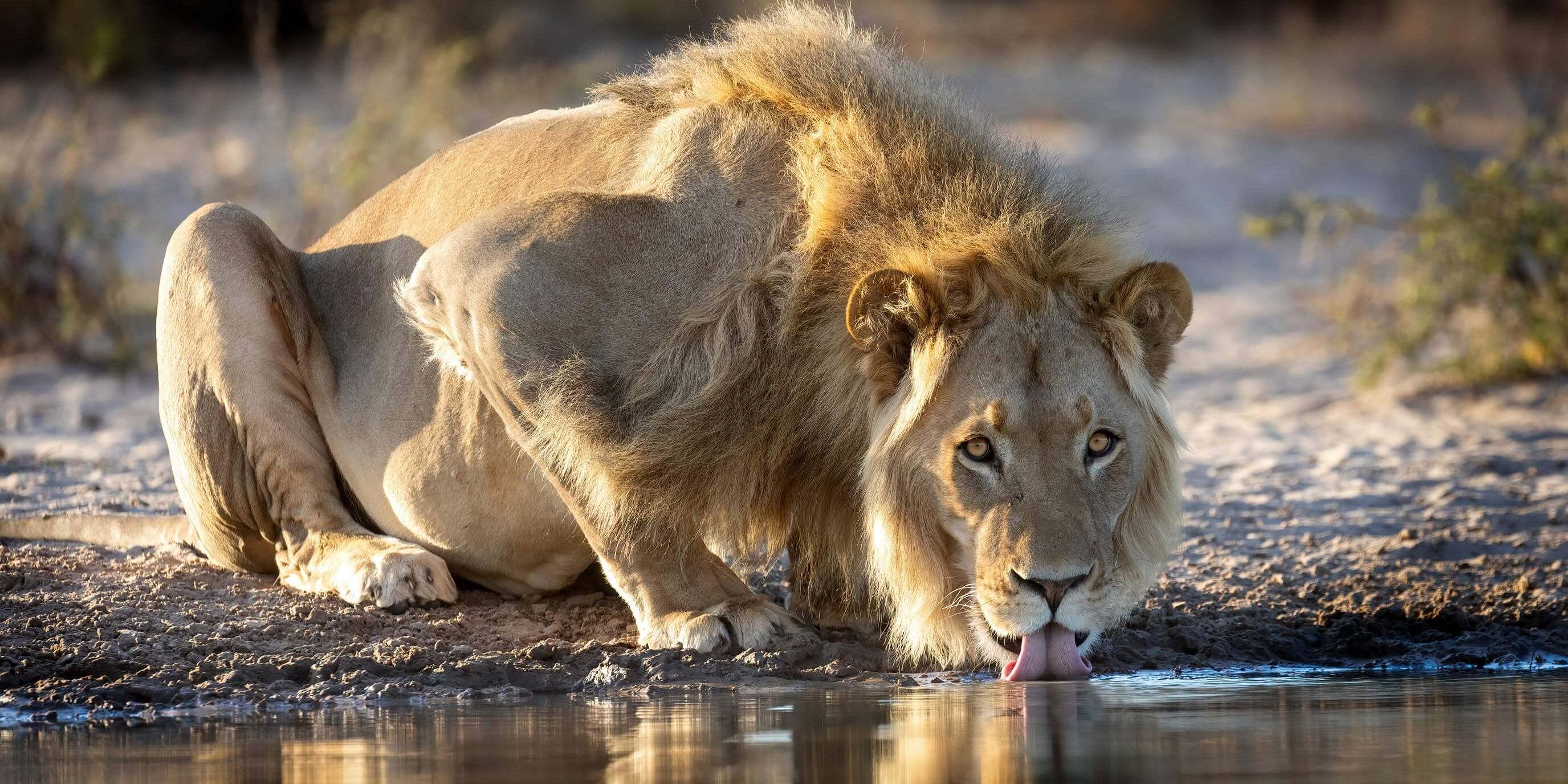 natucate-volunteering-southafrica-kalahari-lion-drinking