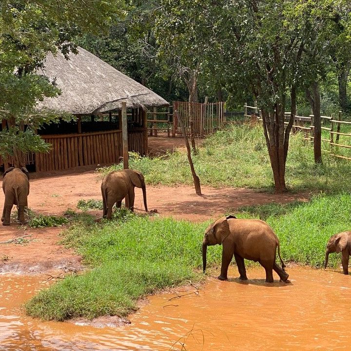 Ein Überblick über verschiedene Elefanten in und um eine Wasserstelle
