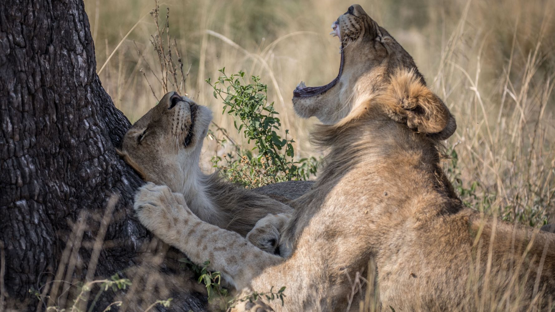 erfahrungsberichte-suedafrika-fgl1-rangerausbildung-kundenfotos-loewen-natucate