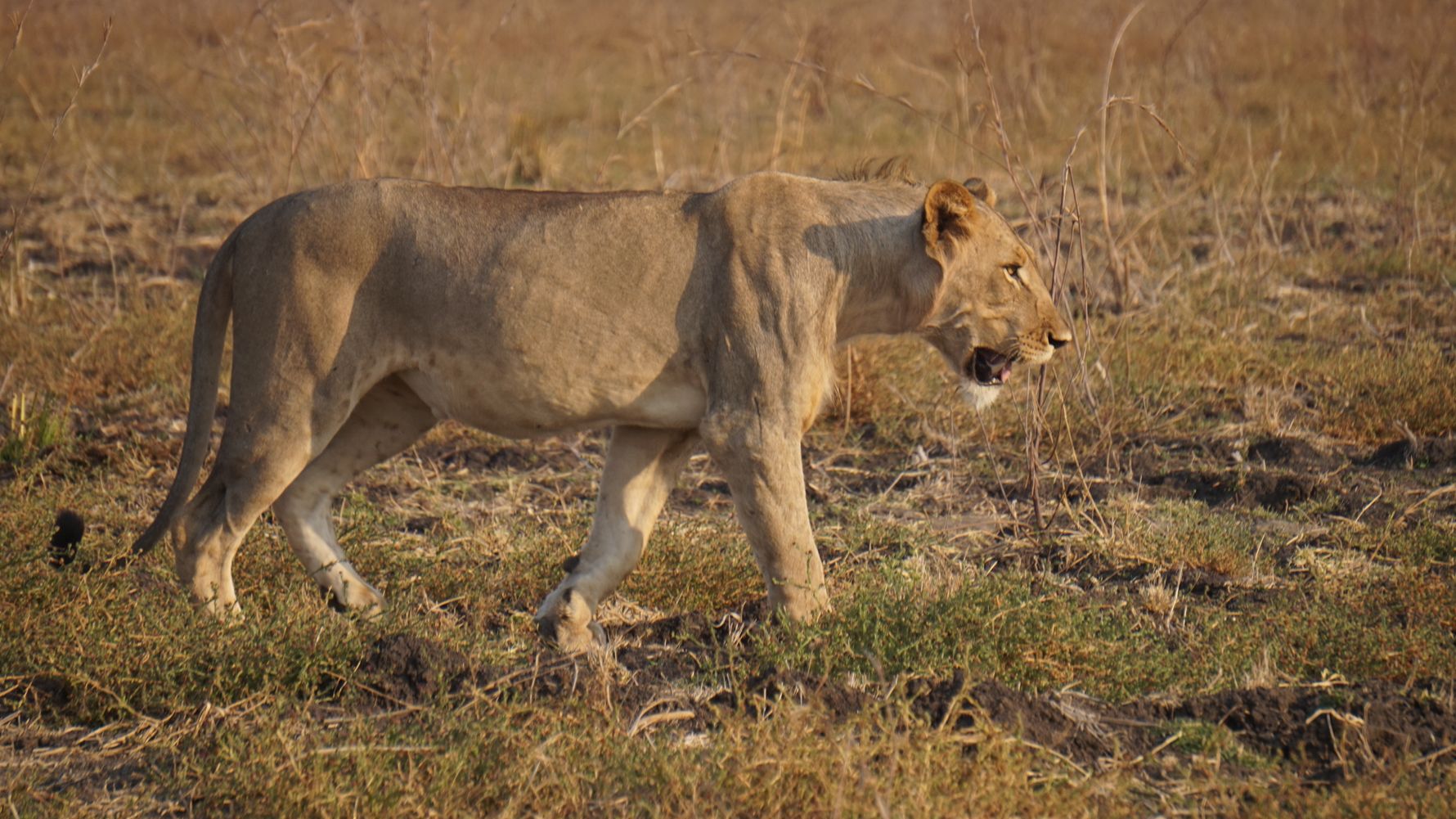natucate-blog-erfahrungsbericht-malawi-wildtier-monitoring-dennis-lowe