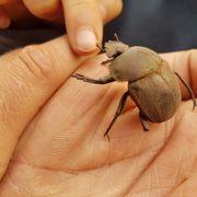 erfahrungsberichte-rangerkurse-suedafrika-field-guide-level-1-sara-mistkaefer