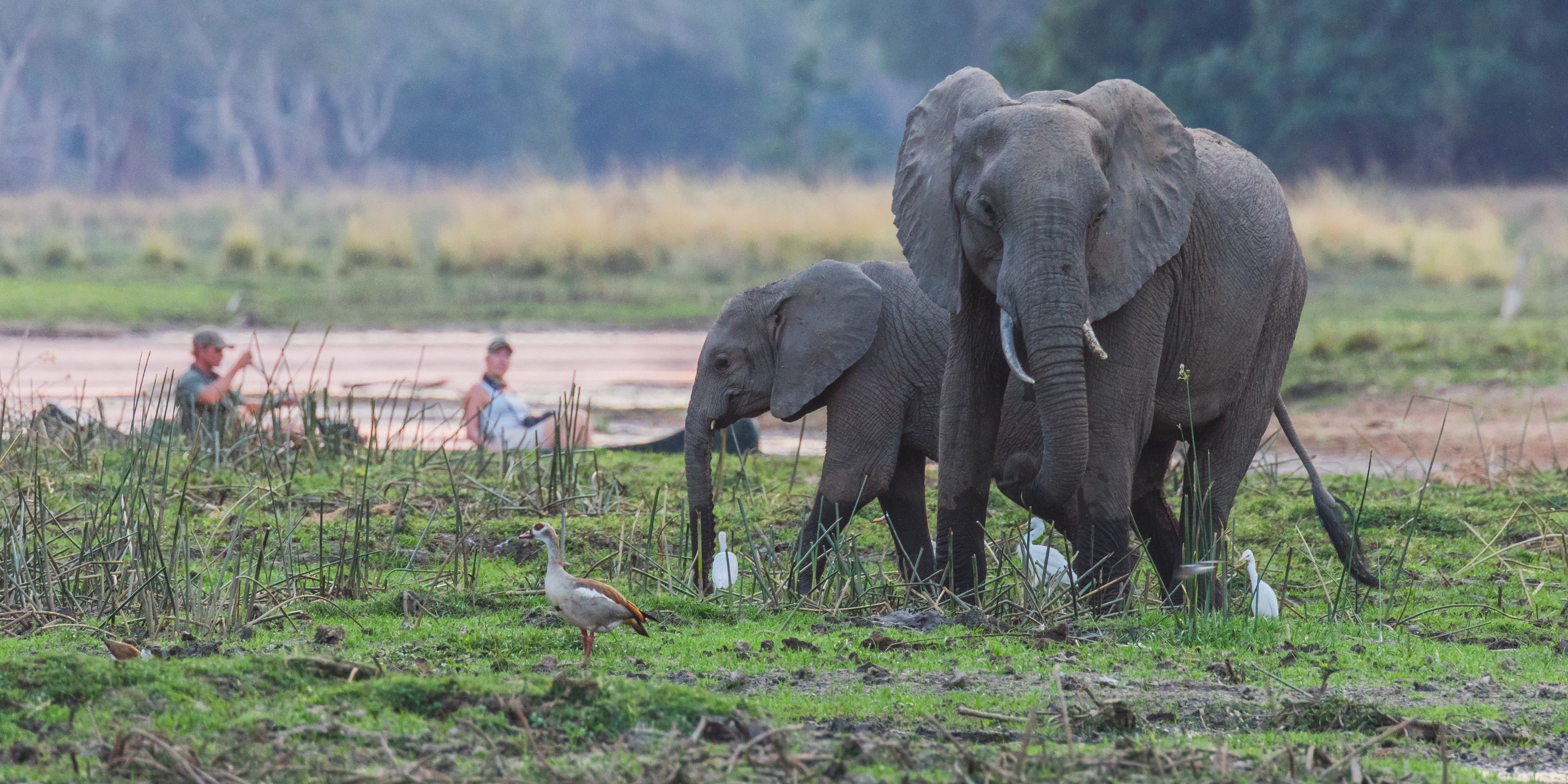 natucate-safari-authentisch-wildnis-sambia-elephant-canoe