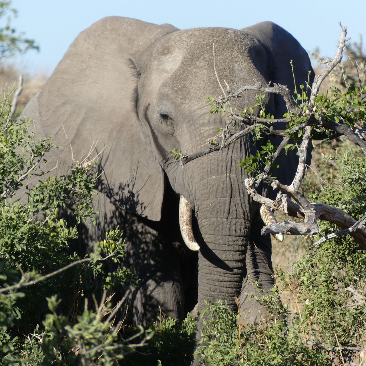 erfahrungsberichte-safari-guide-rangerausbildung-elefant-natucate