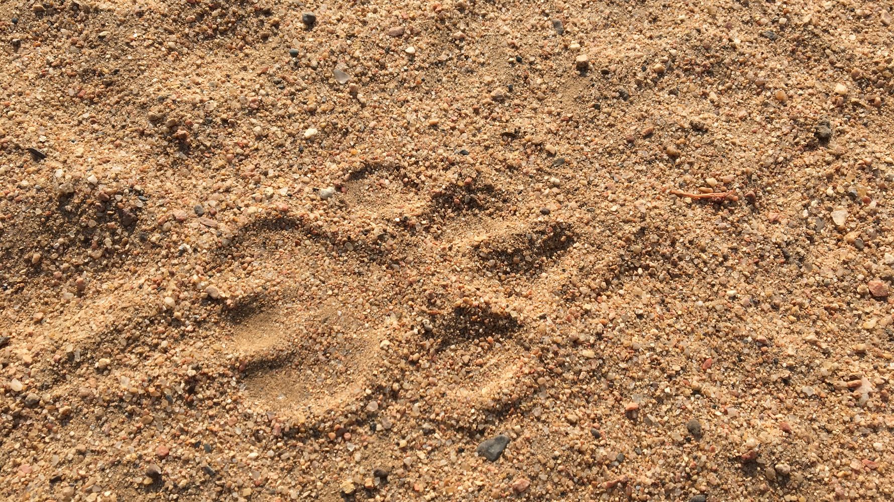 rangerausbildung-wissen-saeugetiere-fussspuren-natucate