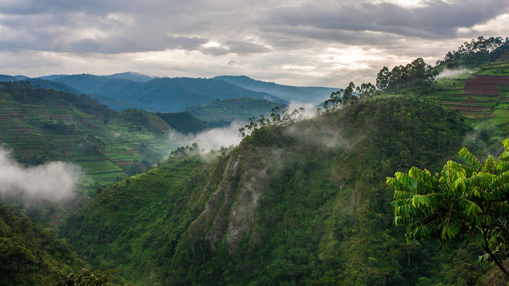 Bwindi Impenetrable National Park Landscape