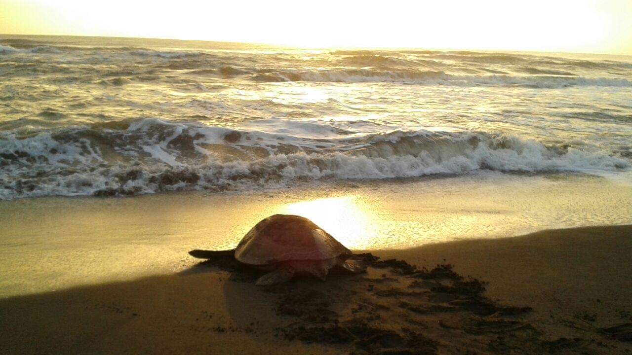 blog-ratgeber-costa-rica-karibikkueste-schildkroete-sonnenuntergang-natucate