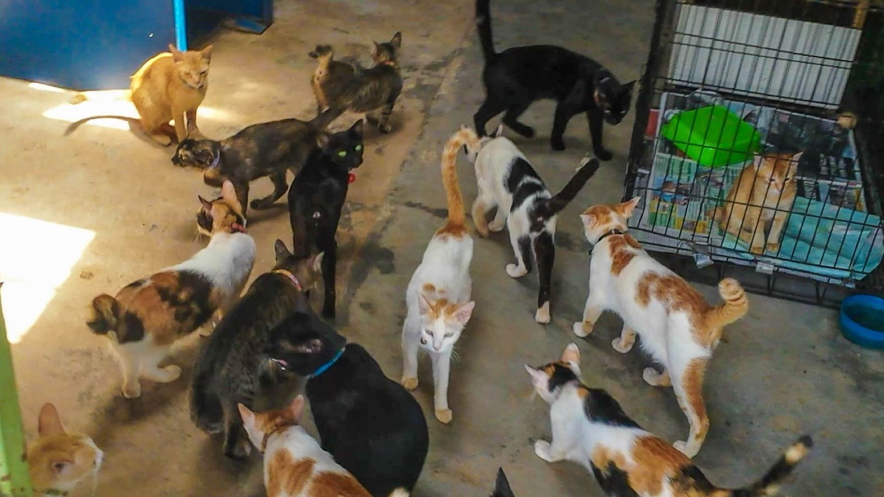 freiwilligenarbeit-thailand-erfahrungsbericht-kundenfotos-tierschutz-katzen-natucate