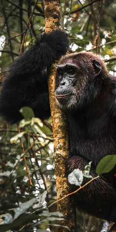 natucate-volunteering-uganda-chimpanzee-hero
