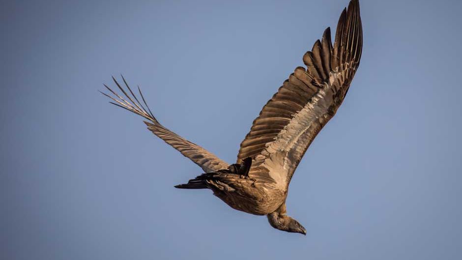 afrika-geier-bedroht-naturwissen-blog-natucate