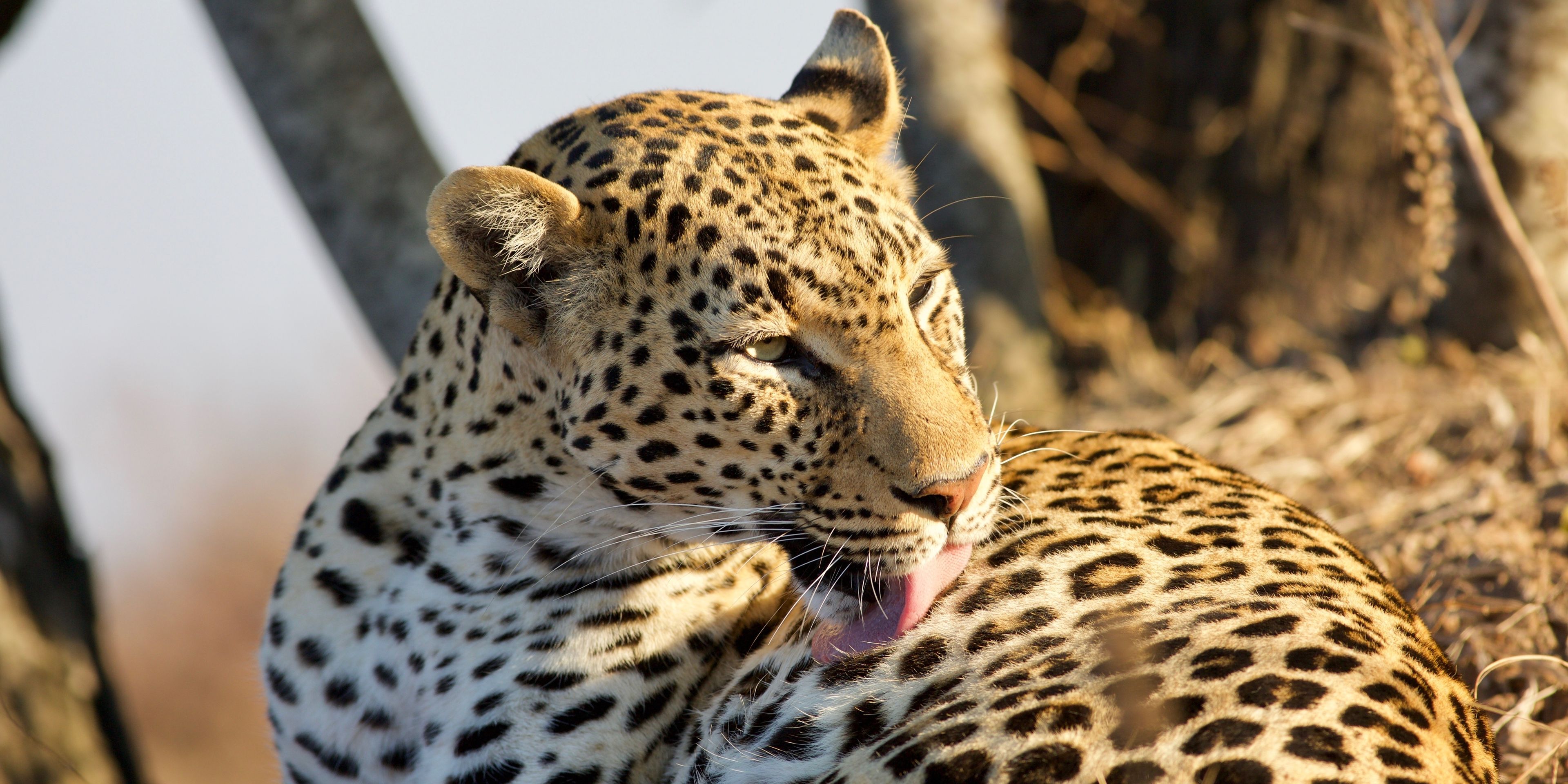 kafue-nationalpark-leopard-licking