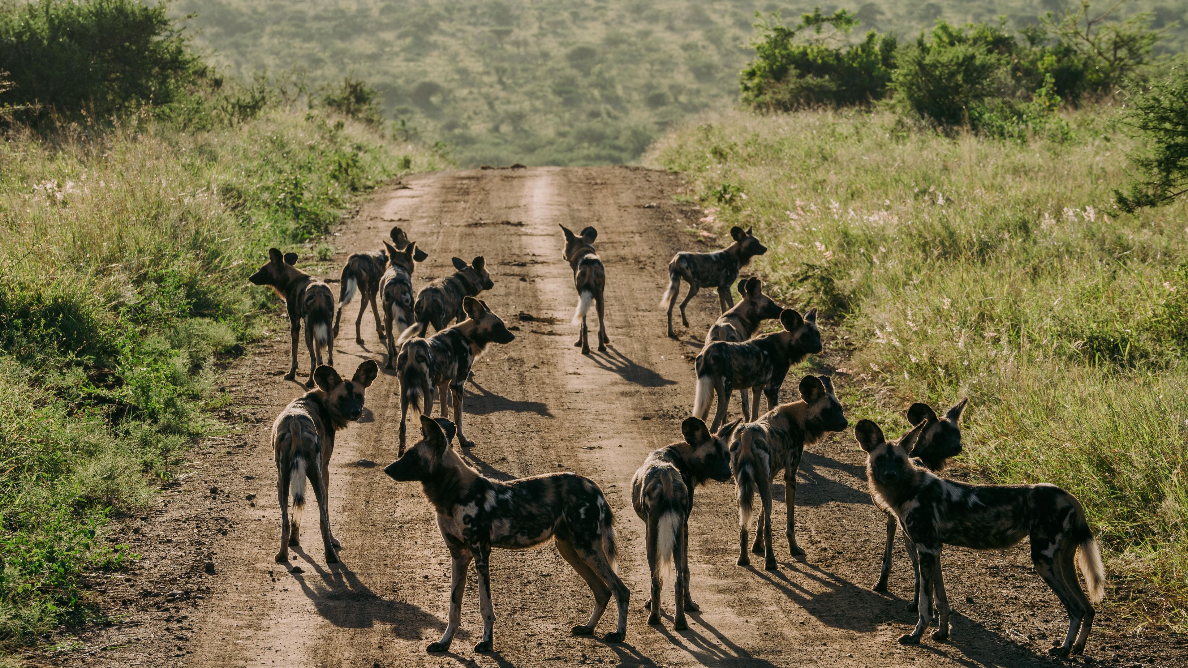 natucate-sabbatical-wild-dogs