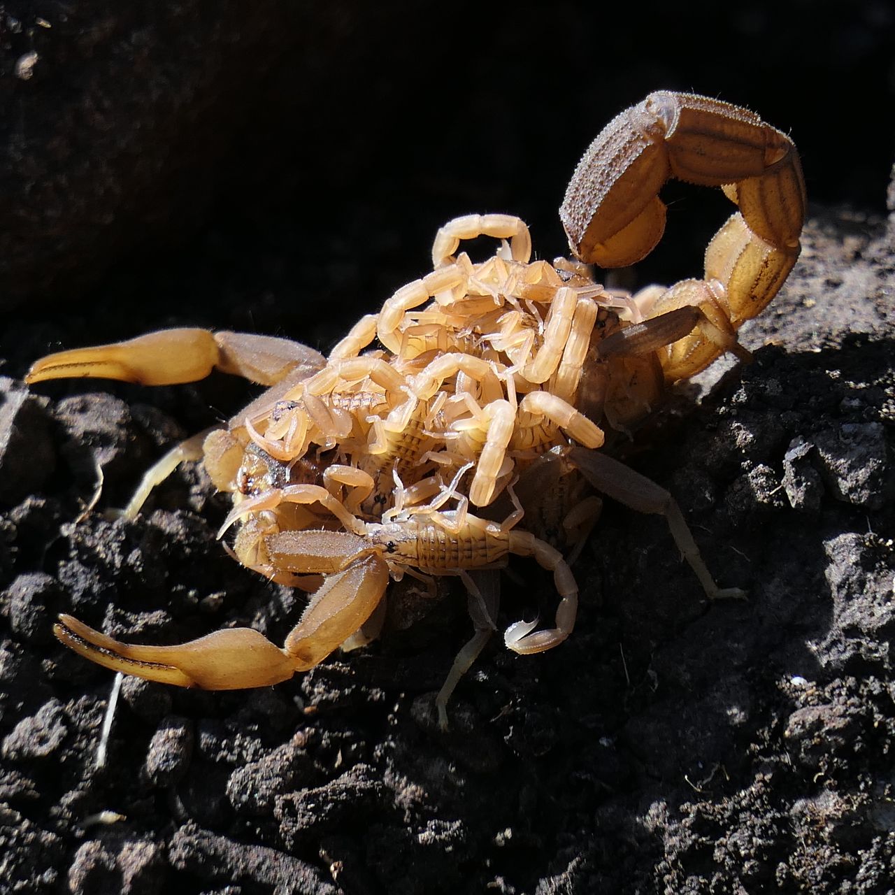 erfahrungsbericht-suedafrika-naturausbildung-tracking-fotografie-kundenfotos-skorpione-natucate