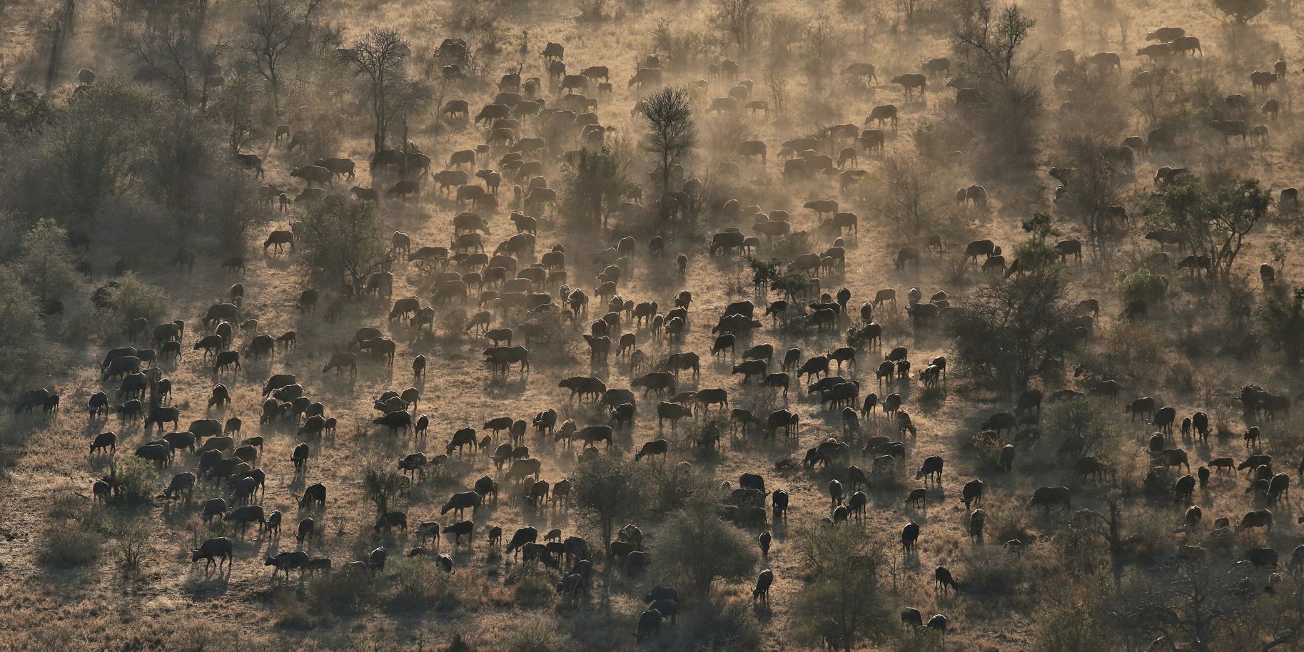 A drone was used to take an aerial view of a herd of African buffalo in the Timbavati Game Reserve.