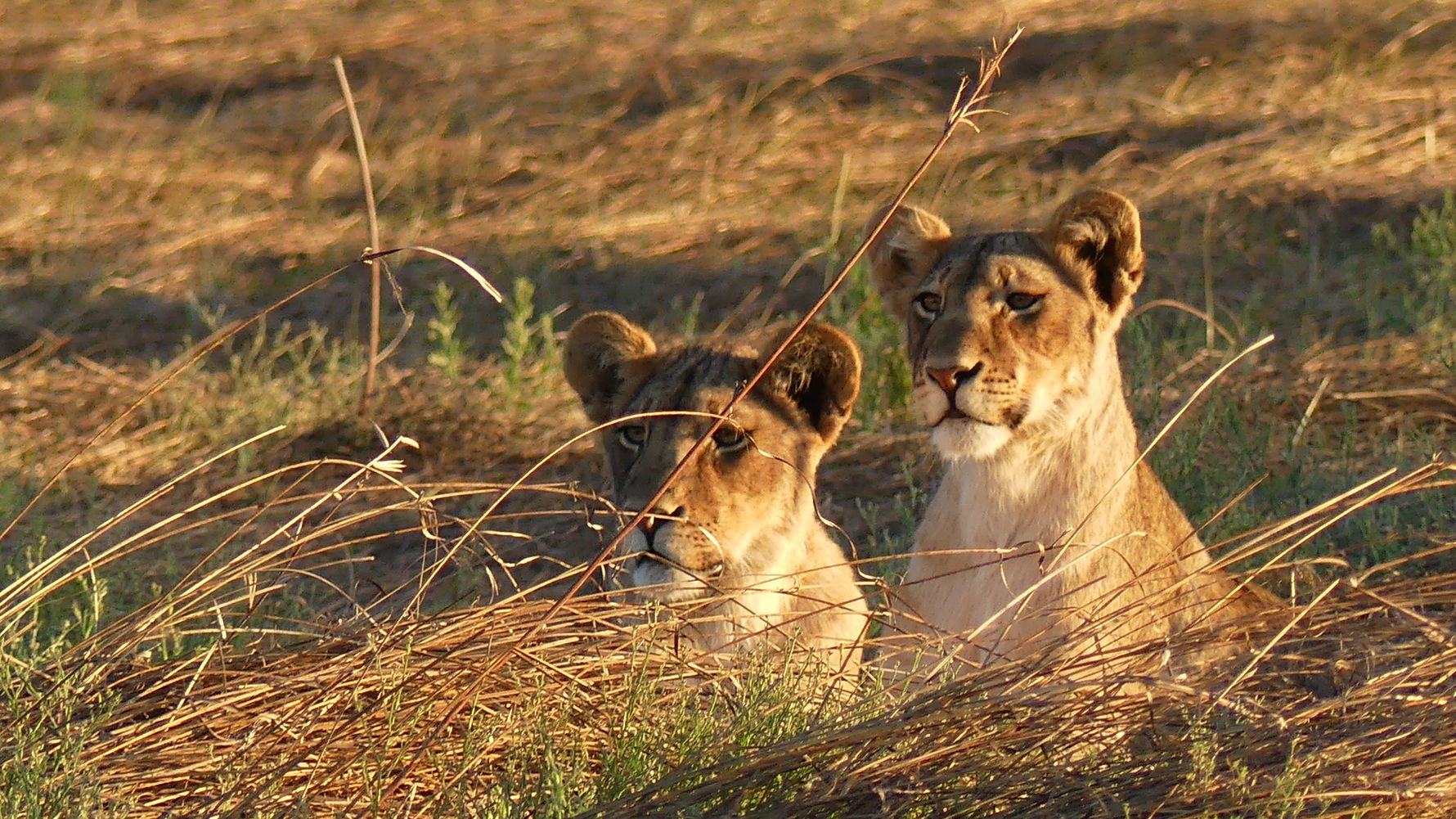 freiwilligenarbeit-suedafrika-loewenaufzucht-loewe-blog-natucate