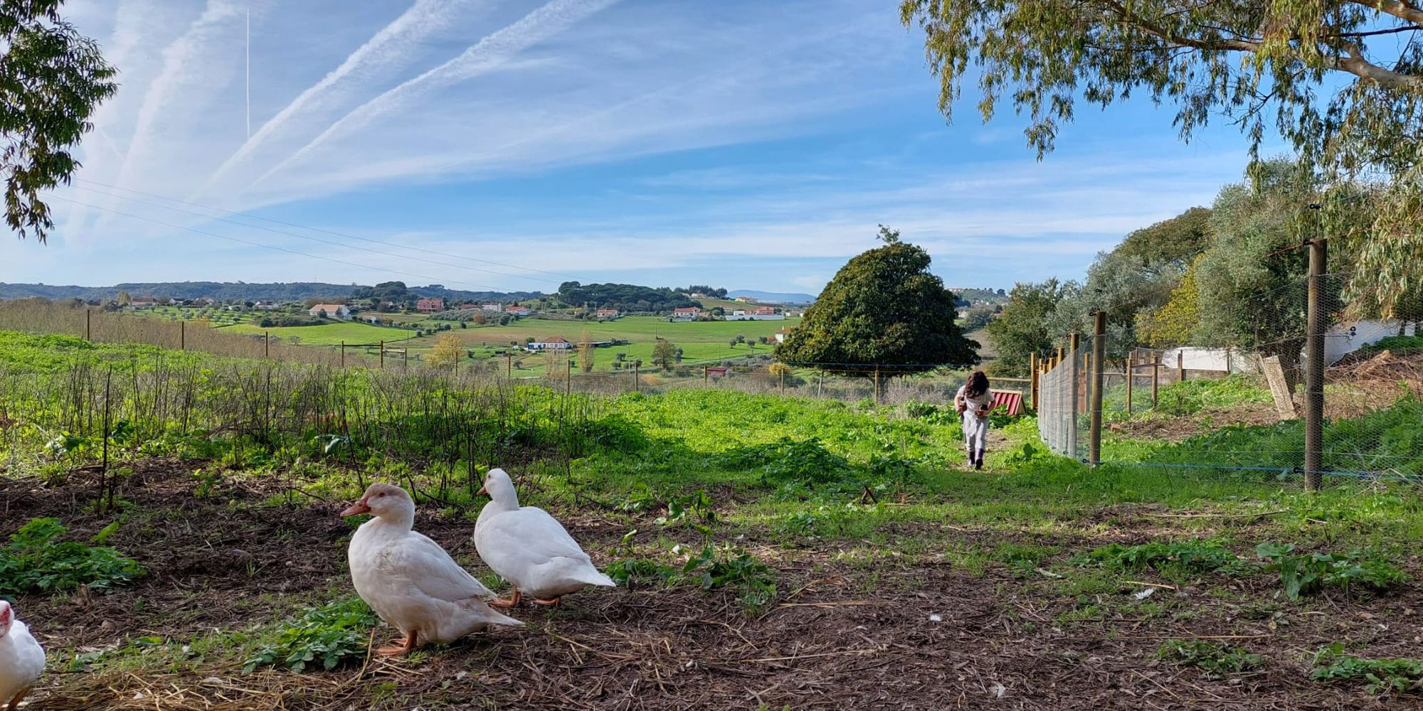 White ducks running free on the railings of the animal welfare sanctuary in Portugal