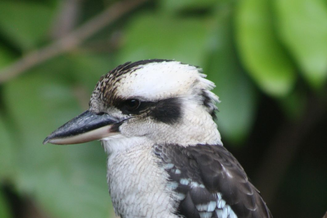 naturreise-regenwaldschutz-north-queensland-australien-birding-vogel-natucate
