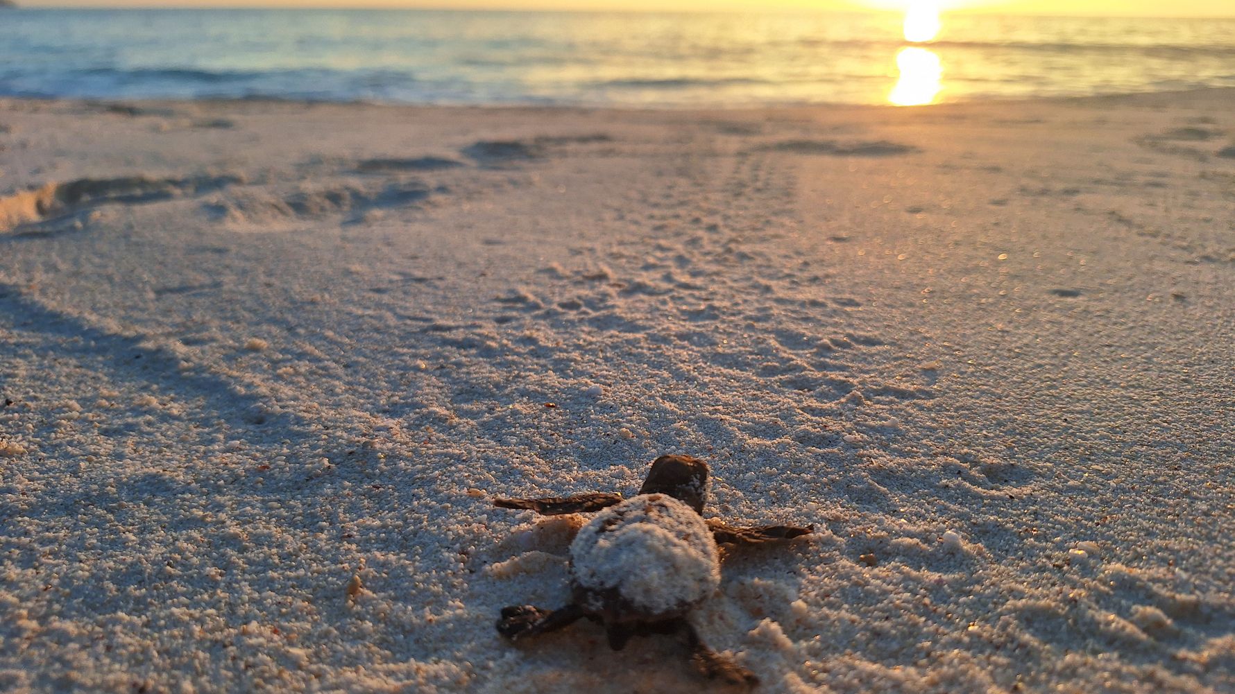 natucate-blog-review-seychelles-north-island-lydia-turtle-sunset