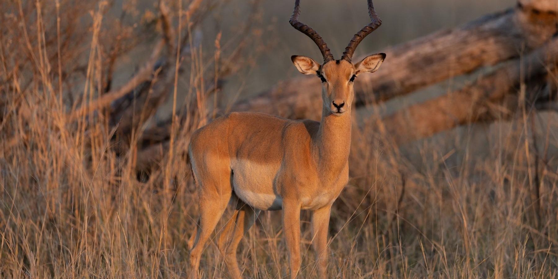 Ein sattes, gl&auml;nzendes, rot-braunes Impala-M&auml;nnchen steht im offenen Grasland mit seinen sch&ouml;nen, schlanken, geschwungenen, spitzen H&ouml;rnern.