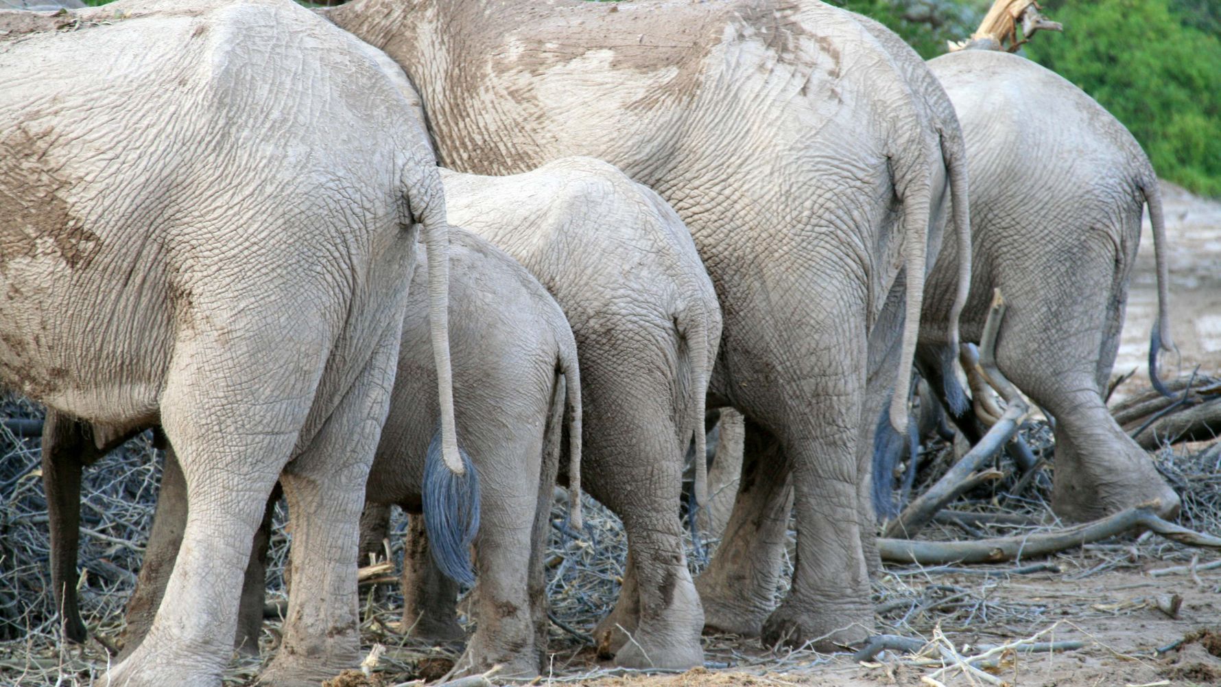 landingpage-safari-namibia-elefanten-natucate