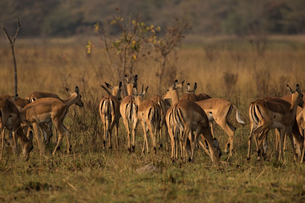 Ranger-Ausbildung in Afrika: Impalaherde im suedlichen Afrika