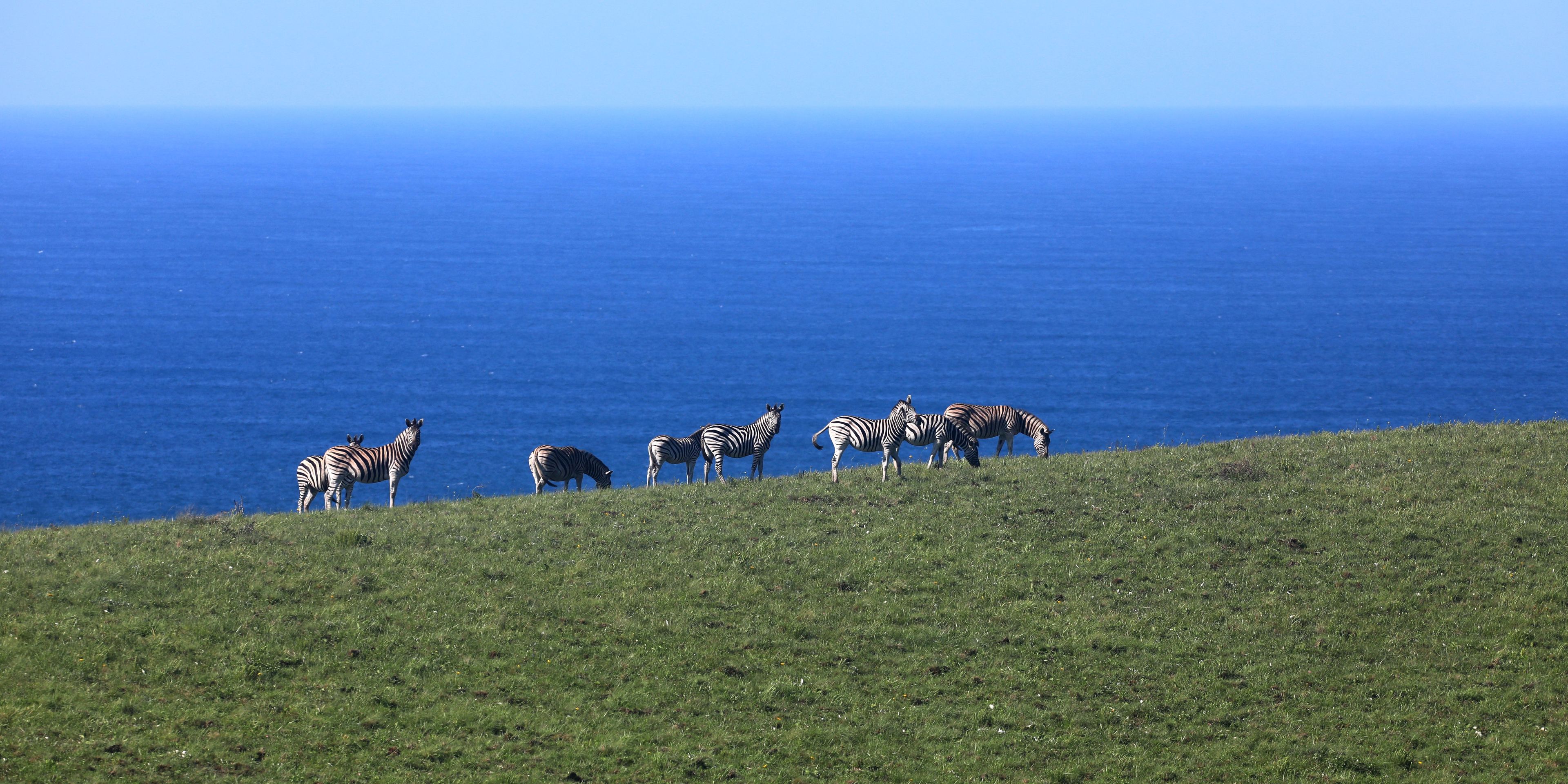 Zebras an Südafrikas Küste