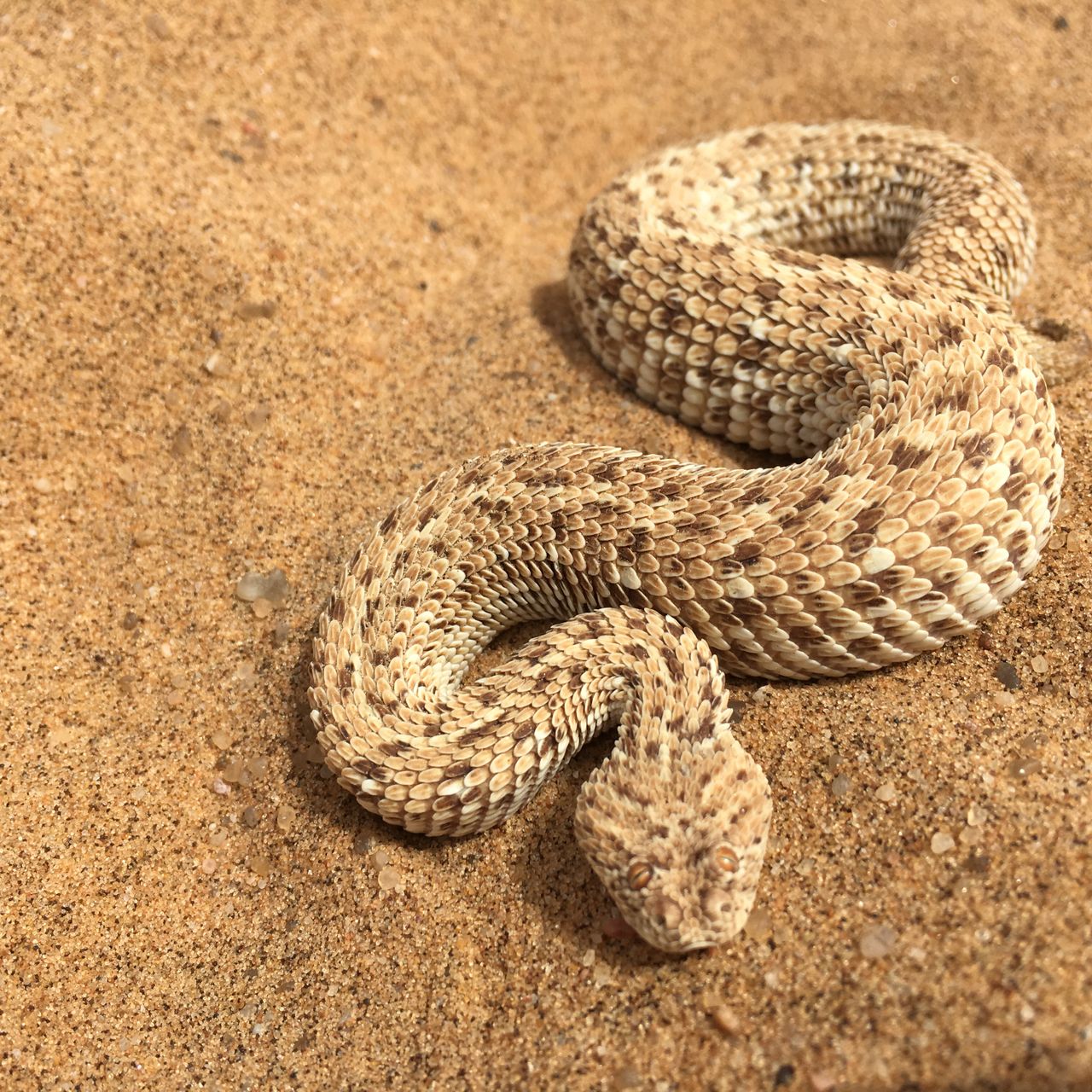 Eine Puffotter in Suedafrika	Sabbatical in Suedafrika: Eine Puffotter liegt im Sand