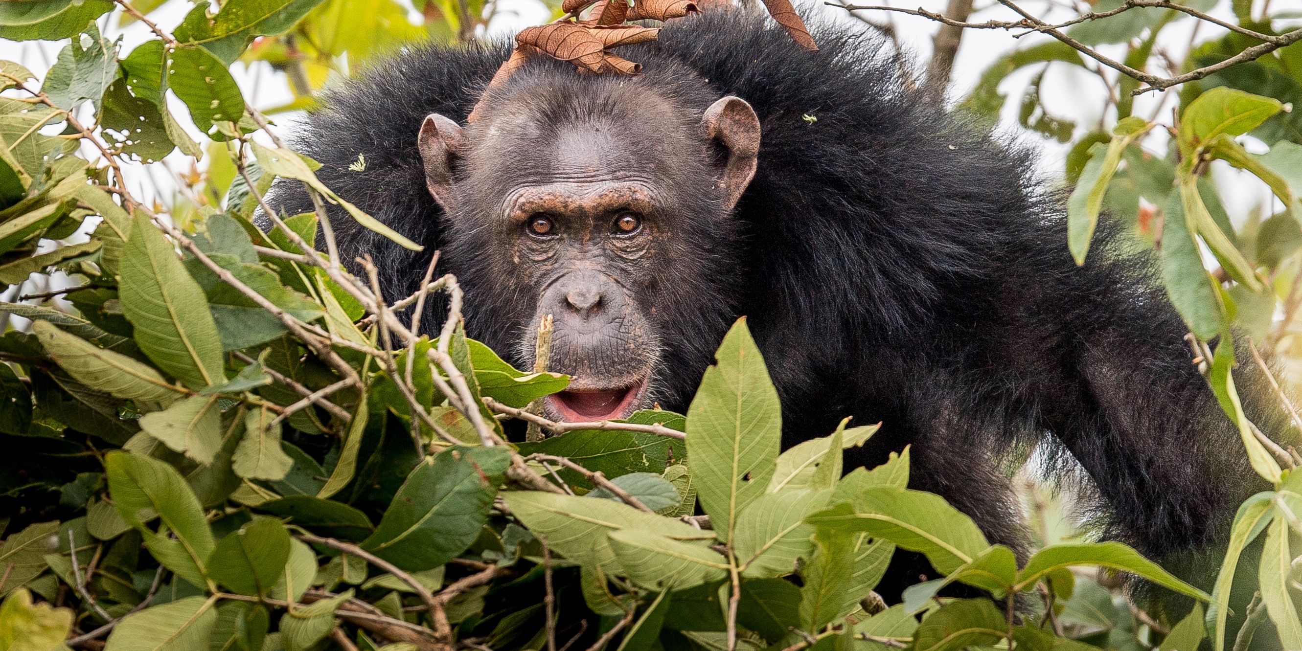natucate-pwe-tanzania-rubondo-chimp