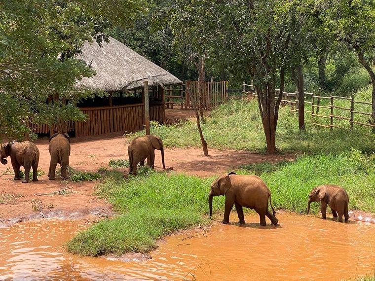 Ein Überblick über verschiedene Elefanten in und um eine Wasserstelle