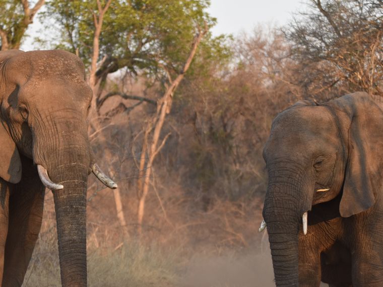 Two elephants