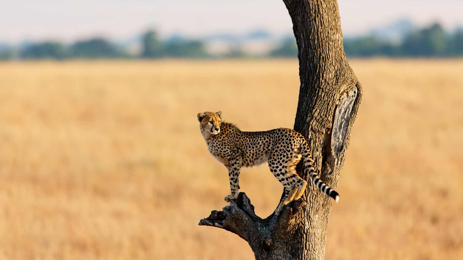landingpage-rangerkurs-kenia-gepard-natucate