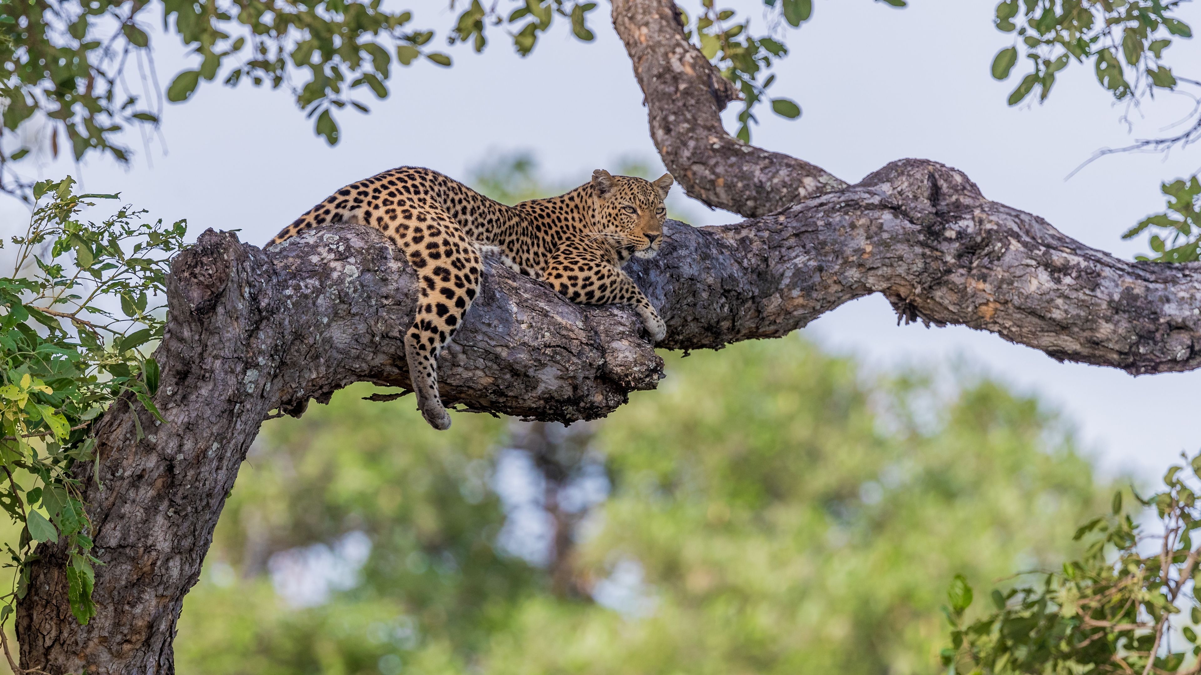 natucate-trip-zambia-safari-walking-robin-pope-mobile-header-leopard