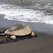 erfahrungsberichte-freiwilligenarbeit-costa-rica-celine-schildkroete