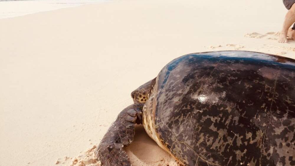 freiwilligenarbeit-seychellen-erfahrungsbericht-artenschutz-kundenfotos-arbeit-natucate