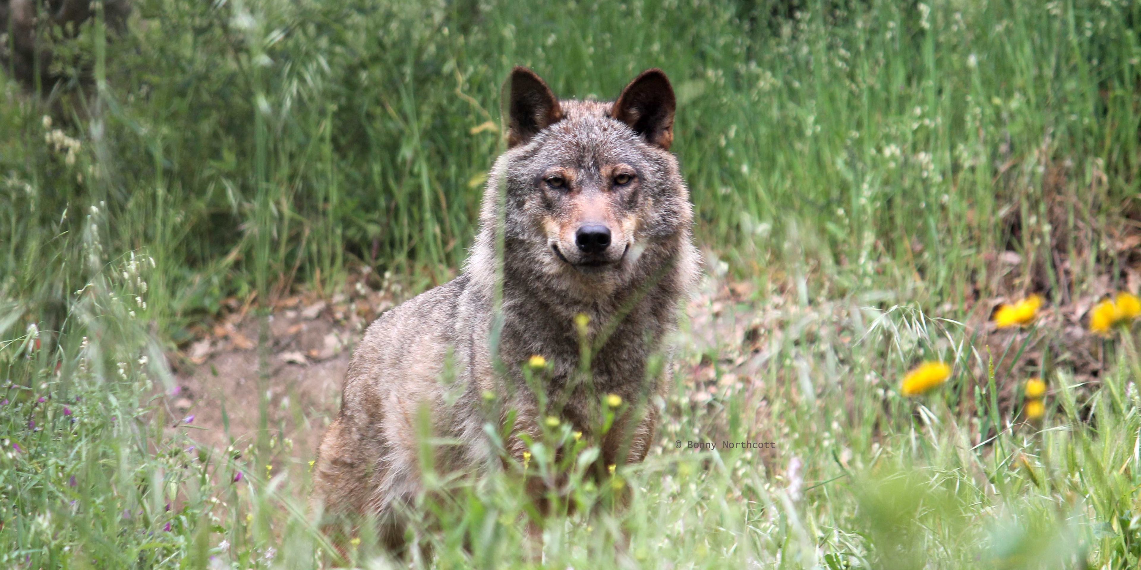 Ein Iberischer Wolf steht im Gras auf dem Gelaende des Wolfsschutzprojekts in Portugal