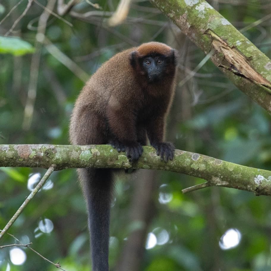 erfahrungsberichte-auslandspraktikum-sinnenswahrnehmung-peru-aida-affe-primaten