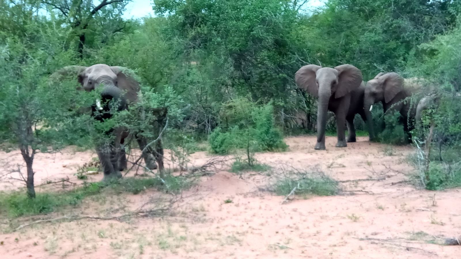 erfahrungsberichte-suedliches-afrika-pfg-rangerausbildung-elefanten-natucate
