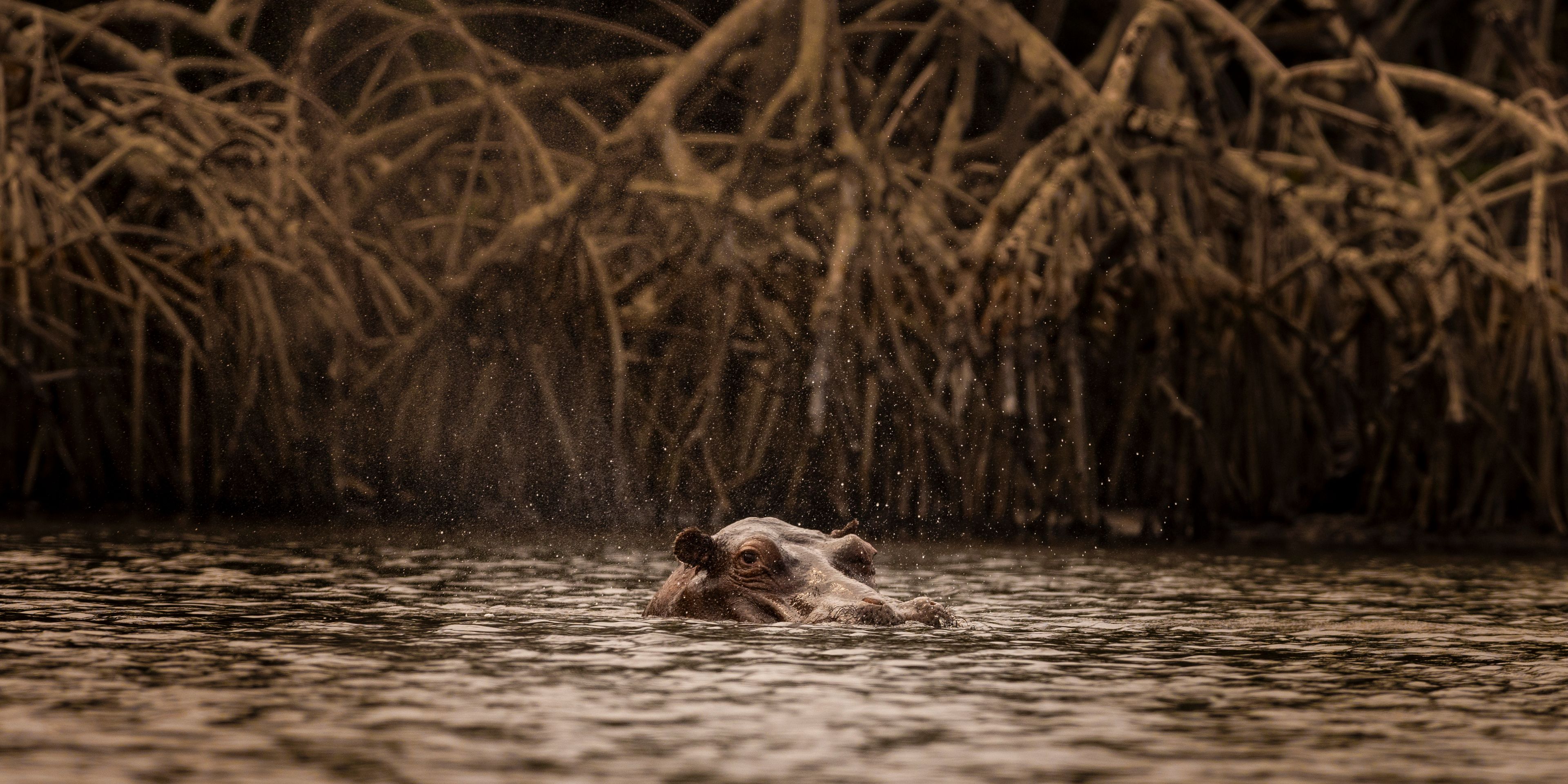natucate-nature-travel-gabon-wilderness-trails-hippo