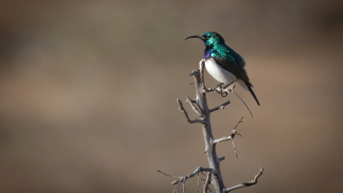 blog-sabbatical-mut-zur-auszeit-vogel-natucate