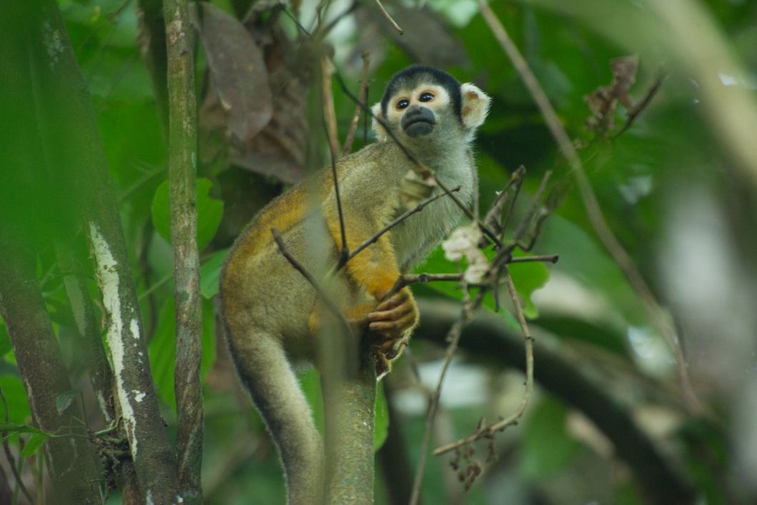 Nahaufnahme eines Affen im Geaest des Regenwaldes im Amazonas bei einem Ausflug des Rangerkurses