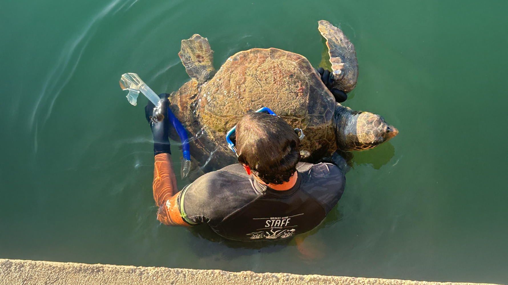 Schildkröte im Wasser mit Forscher