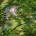 madagascar-laenderinformationen-wildlife-lemur-baum-natucate