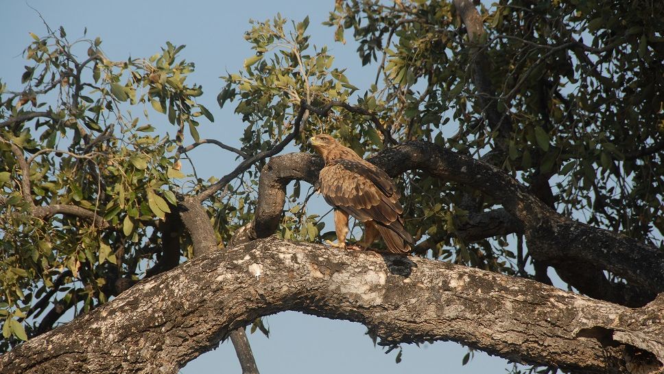 erfahrungsberichte-suedliches-afrika-fgl1-rangerausbildung-adler-natucate