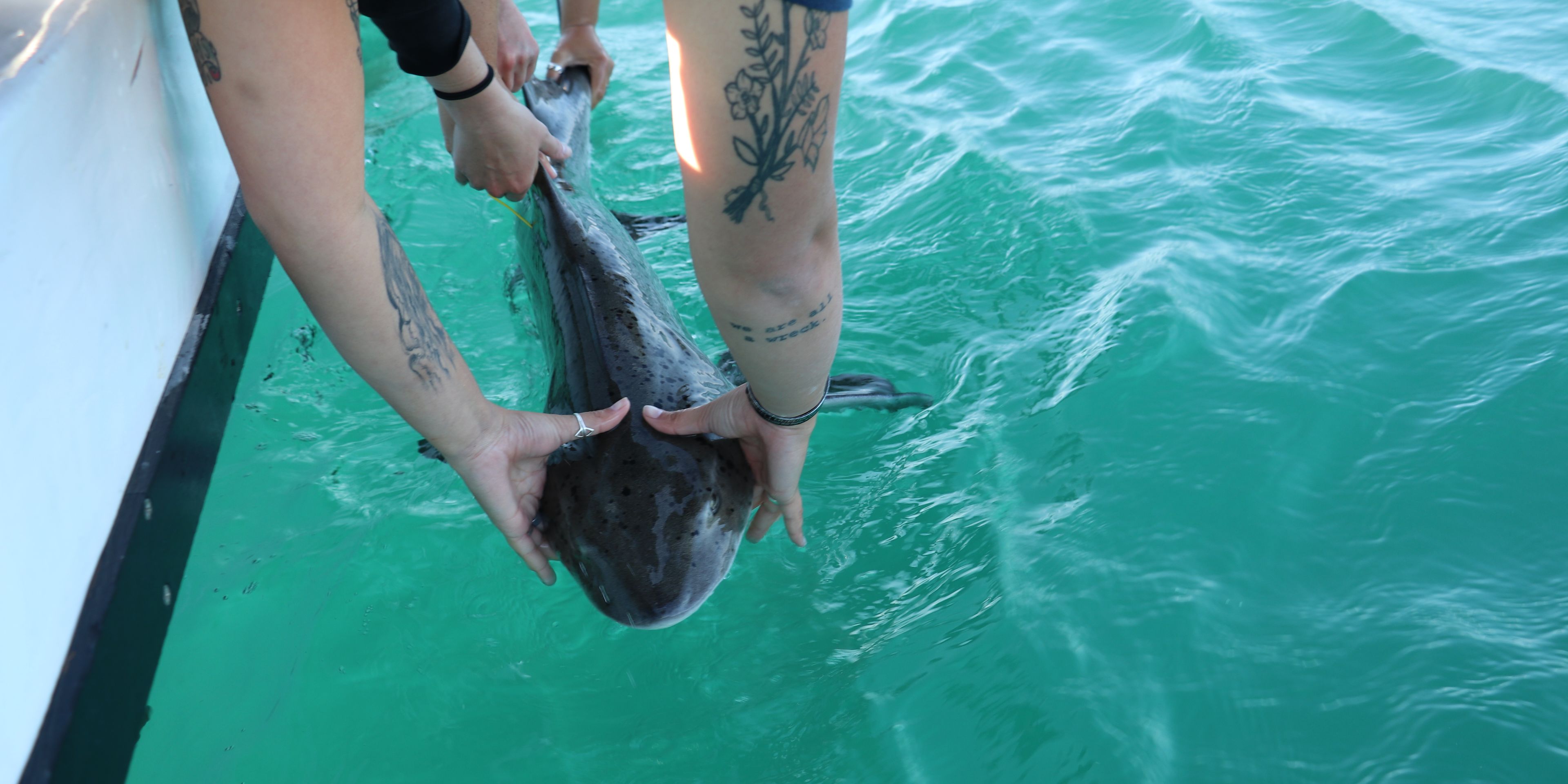 Ein kleiner Hai wird zurueck ins Meer entlassen
