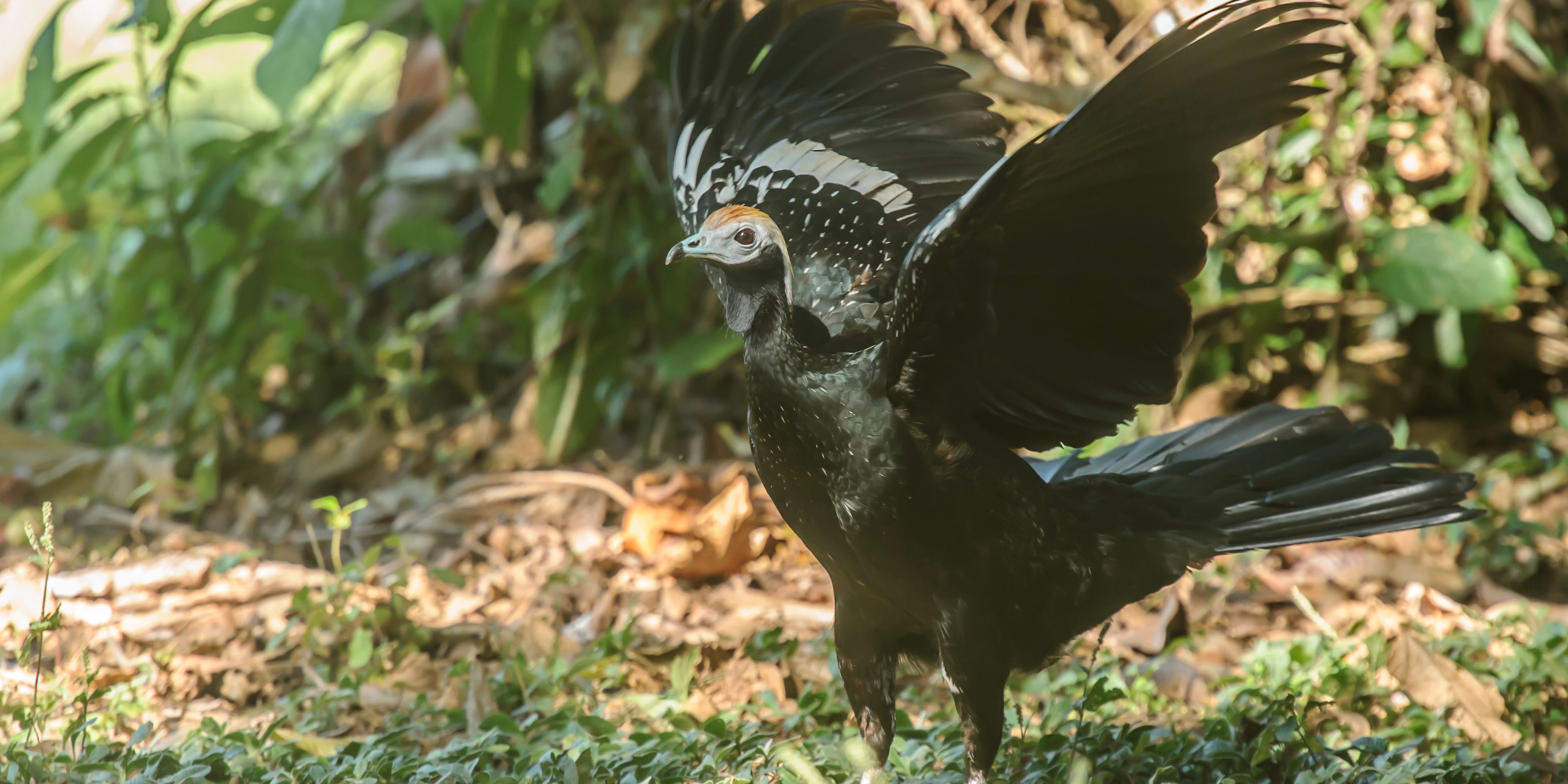 Ein Weissfluegelguan spreizt seine Fluegel um abzuheben