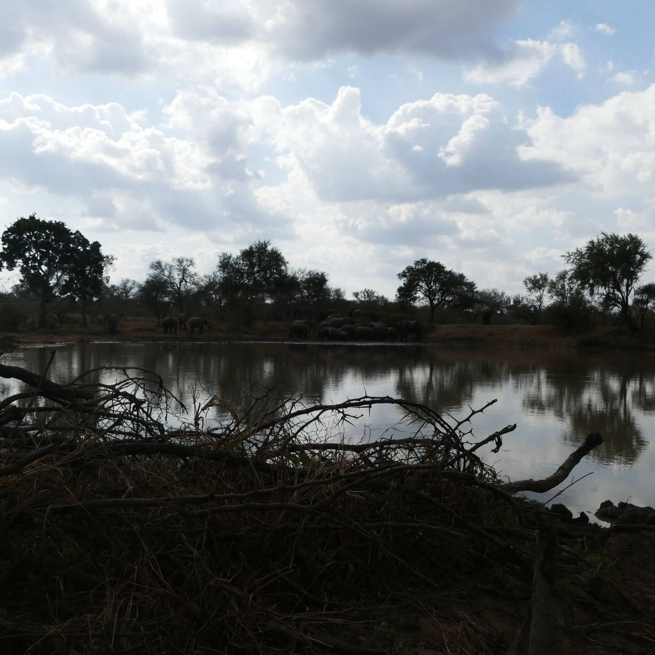 erfahrungsberichte-rangerkurse-suedafrika-trails-guide-carina-wasserloch-natucate